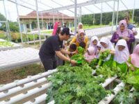 Lahan Perkebunan Tani