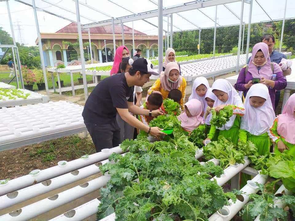 Lahan Perkebunan Tani